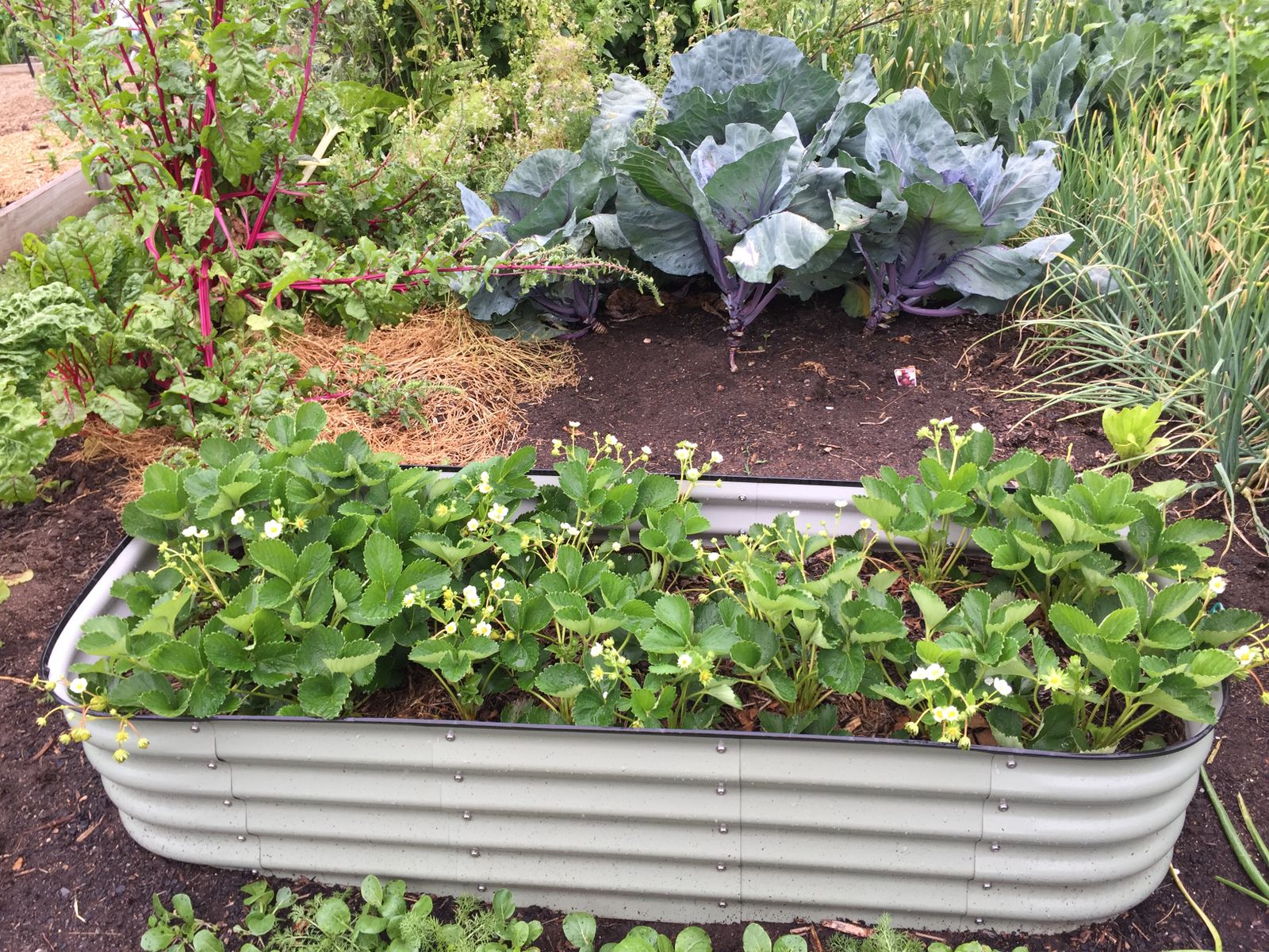 How to Keep Gophers Out of Your Garden (Without Poison)