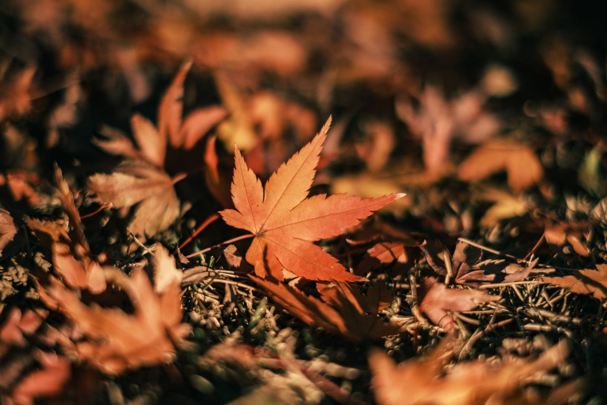 Fall Planting in Northern California: Why the Basket Goes In on Planting Day