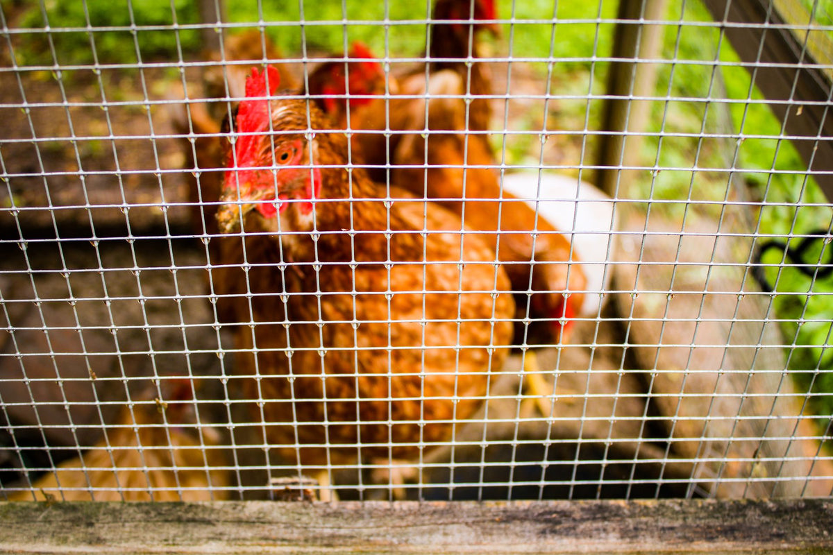 Malla metálica vs. gallinero de alambre para un gallinero trasero