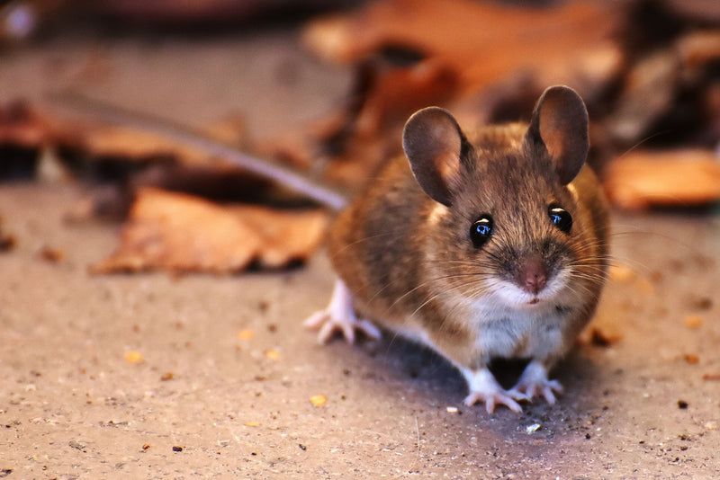 Rodent-Proofing Your House for Winter: The 1/4 Inch Rule